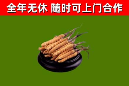 温州市回收冬虫夏草