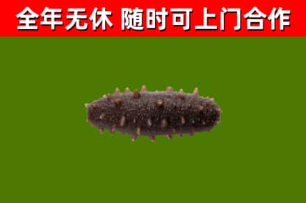 温州市回收海参干